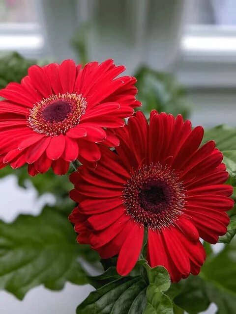 Gerbera Flower Seeds Red – Heirloom, Non-GMO, High Germination Seeds for Planting