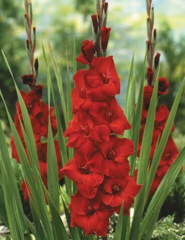 Red Gladiolus Flowers Seeds – Heirloom Non-GMO High Germination Organic Garden Seeds for Planting