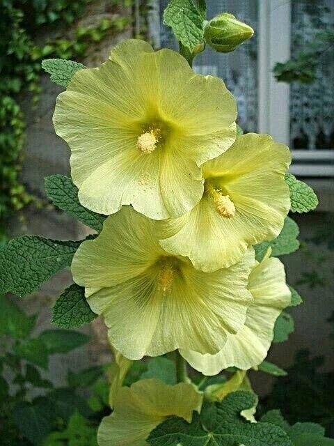 Yellow Hollyhock Flower Seeds – Heirloom, Non-GMO, High Germination Seeds