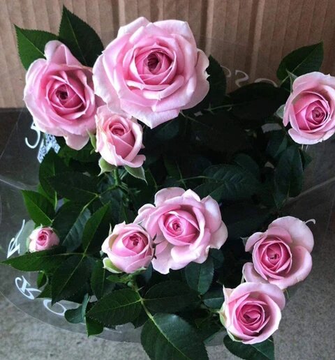 Pale Pink Rose Flower Seeds – Heirloom, Non-GMO, High Germination Seeds