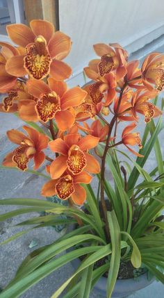 Semillas de Orquídea Cymbidium Naranja – Herencia, No-GMO, Alta Germinación