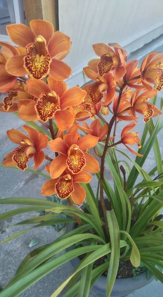 Orange Cymbidium Flower Seeds – Heirloom, Non-GMO, High Germination Seeds