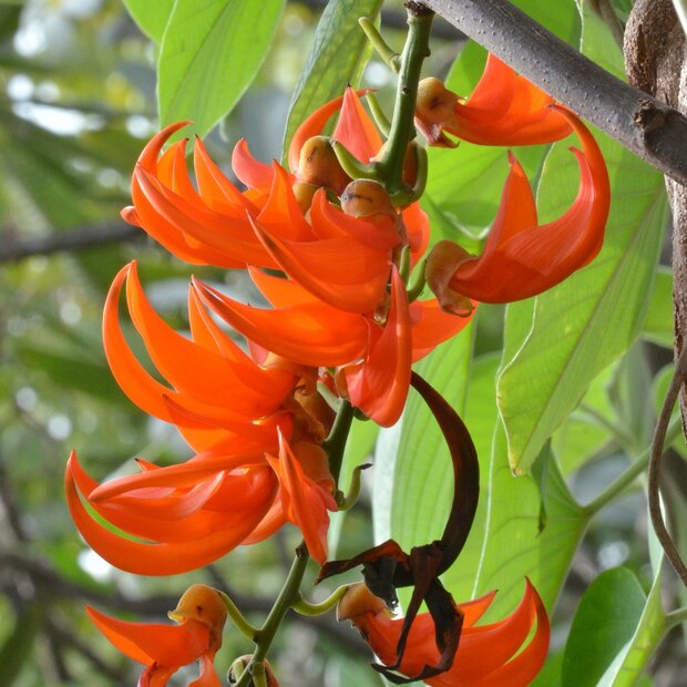 Orange Strongylodon Flower Seeds – Heirloom, Non-GMO, High Germination Seeds