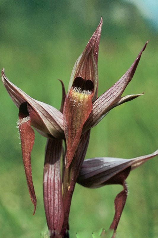 Brown Gladiolus Flower Seeds – Heirloom, Non-GMO, High Germination Seeds