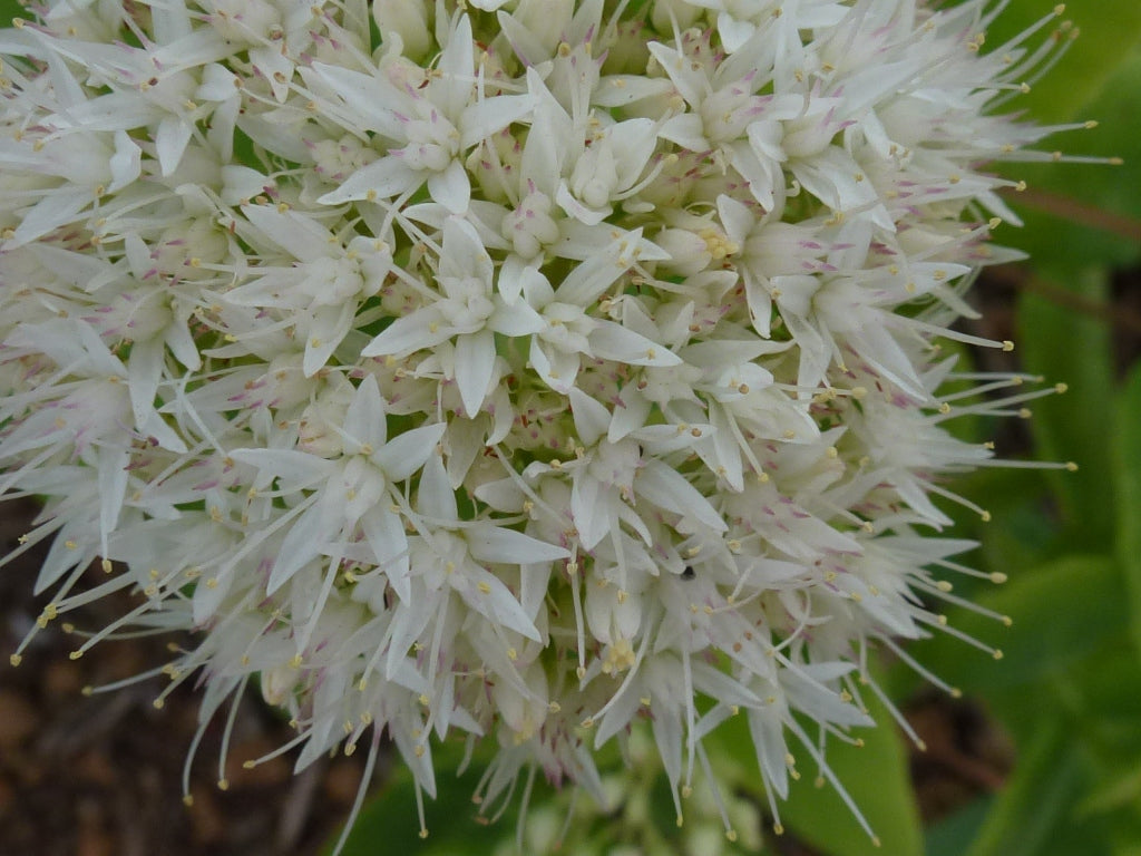 White Sedum Flower Seeds for Planting – Heirloom, Non-GMO, High Germination Organic Garden Seeds