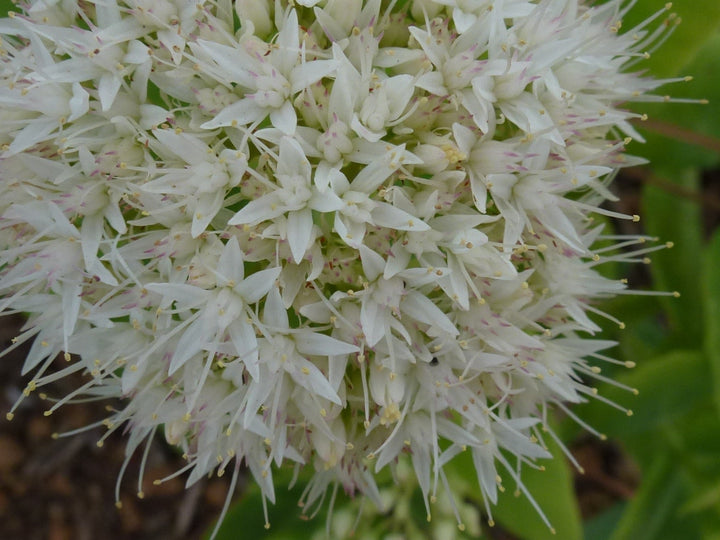 White Sedum Flower Seeds for Planting – Heirloom, Non-GMO, High Germination Organic Garden Seeds