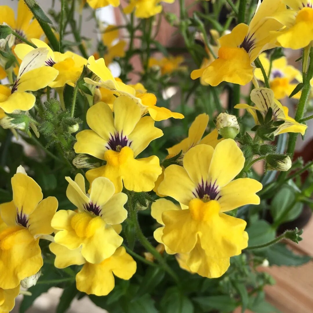 Nemesia Flower Seeds Yellow – Heirloom, Non-GMO, High Germination Seeds