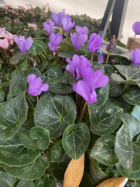 Semillas de flores de ciclamen violeta para plantar – Semillas reliquia sin OMG de alta germinación