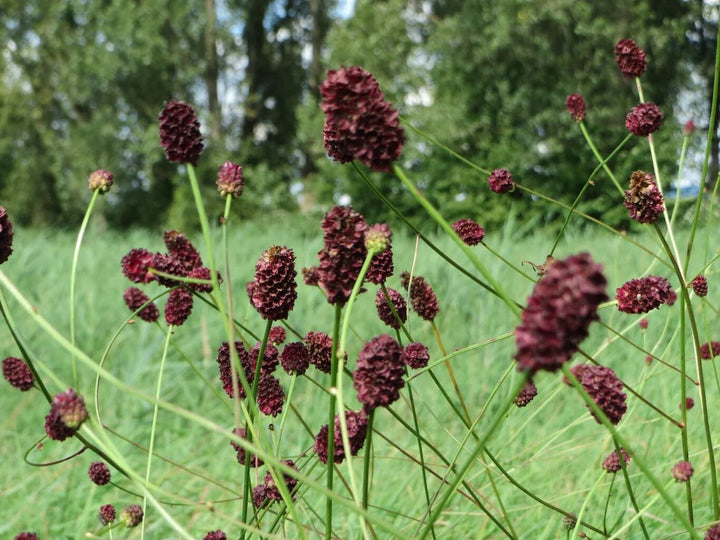 Red Sanguisorba Officinalis Seeds for Planting – Heirloom Non-GMO High Germination Seeds