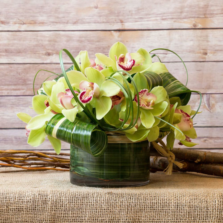 Green Cymbidium Orchid Flower Seeds – Heirloom, Non-GMO, High Germination Seeds