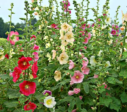 Mix Alcea Ficifolia Flower Seeds – Heirloom, Non-GMO, High Germination Seeds