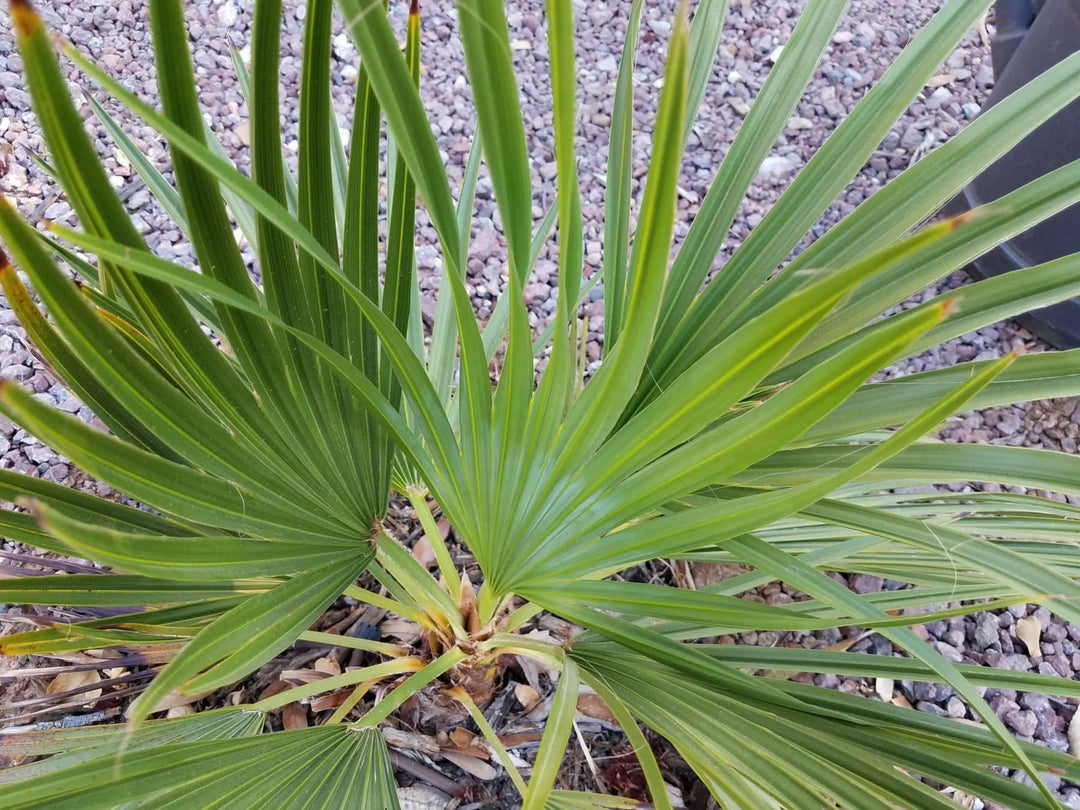Brahea Decumbens herb seeds