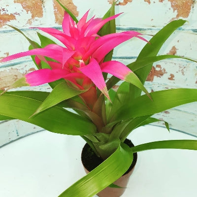 Bromeliad Flower Seeds Pink – Heirloom, Non-GMO, High Germination, Organic Garden Seeds