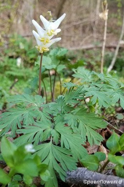 Cucullaria Flower Seeds White – Heirloom Non-GMO High Germination Seeds