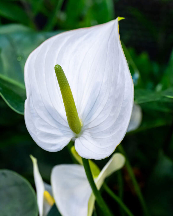 White Blooming Anthurium Flower Seeds for Planting – Heirloom Non-GMO Organic Seeds