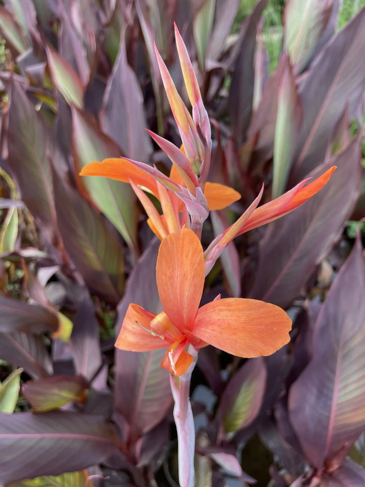 Brown Canna Flower Seeds For Planting – Heirloom, Non-GMO, High Germination Seeds