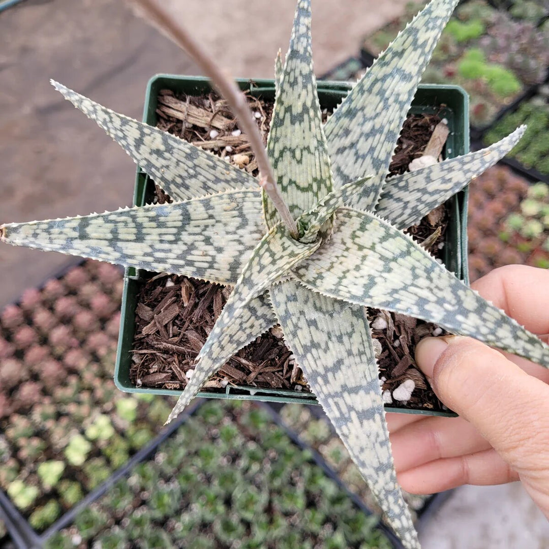 White Succulent Aloe Vera Plant Seeds for Planting | Heirloom Non-GMO High Germination Organic Garden Seeds