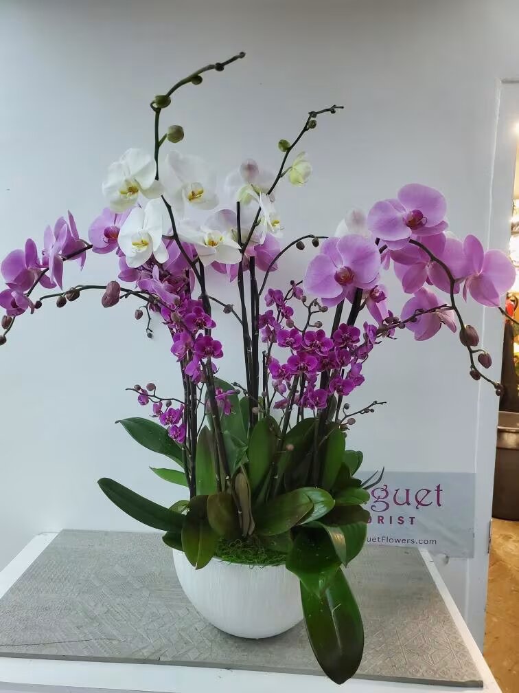Semillas de flores de orquídeas Phalaenopsis mixtas – Cimelio, sin OMG, alta germinación, semillas orgánicas de jardín para plantar