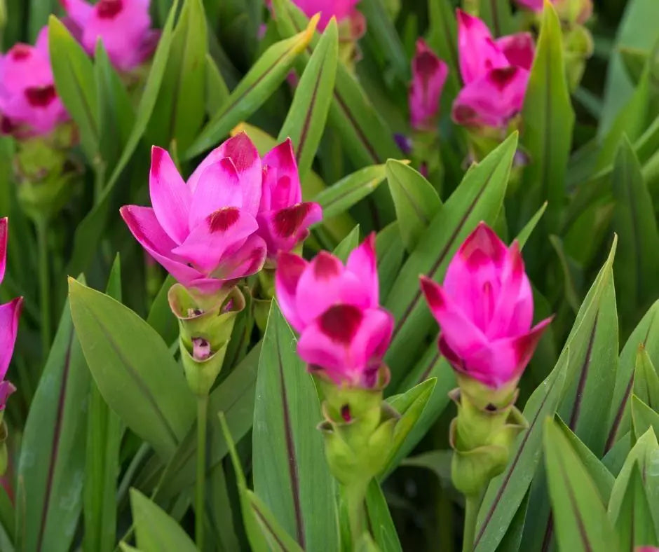 Siam Tulip herb seeds