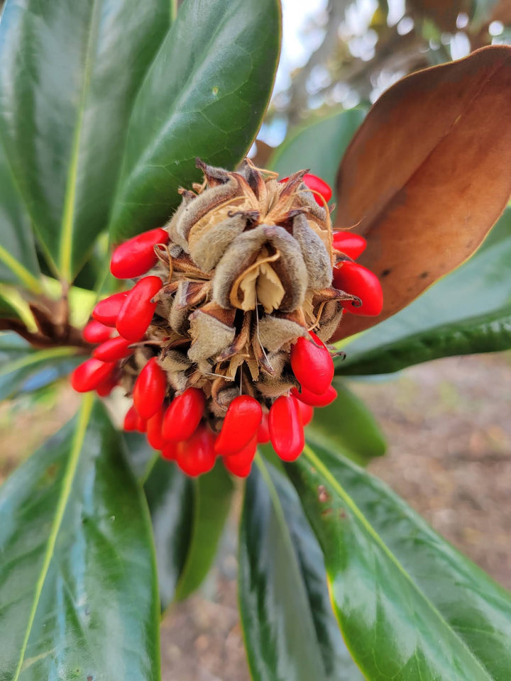Red Magnolia Flower Seeds – Heirloom, Non-GMO, High Germination, Organic Garden Seeds