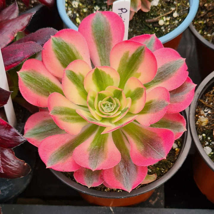 Aeonium Flower Seeds Pink for Planting – Heirloom Non-GMO High Germination Organic Garden Seeds