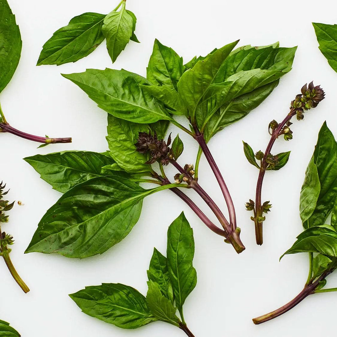 Thai Basil herb seeds