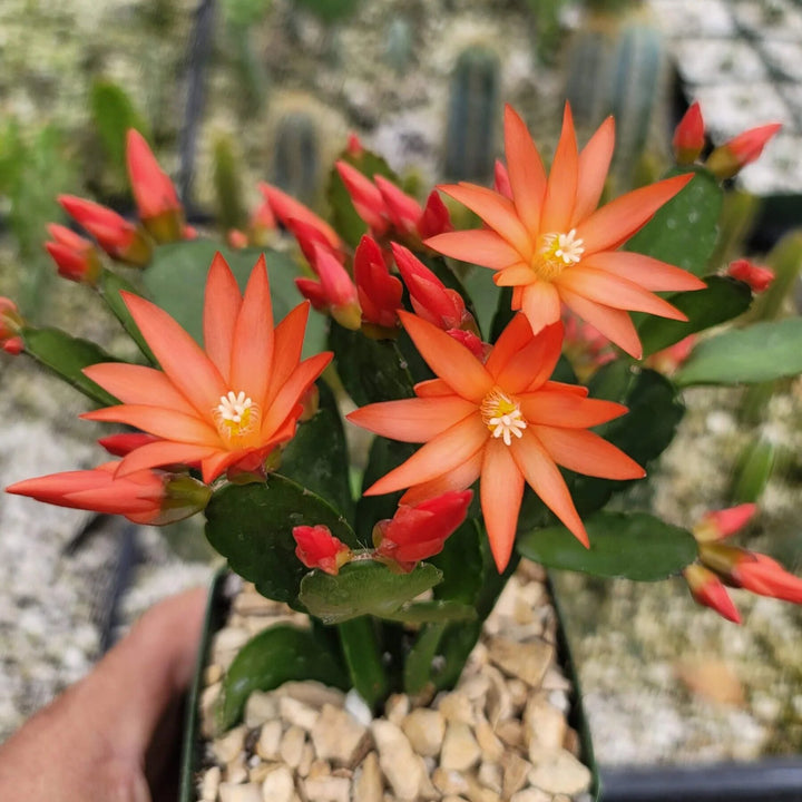 Orange Rhipsalidopsis Flower Seeds – Heirloom Non-GMO High Germination Seeds