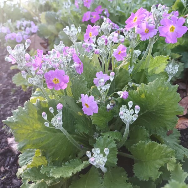 Lavender Primula Flower Seeds for Planting – Heirloom Non-GMO High Germination Organic Garden Seeds