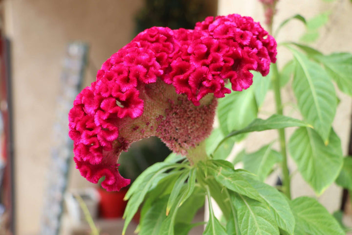 Red Celosia Flower Seeds for Planting – Heirloom Non-GMO High Germination Seeds