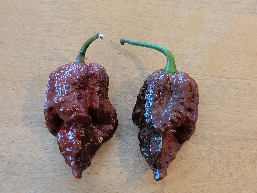 chocolate ghost flower seeds