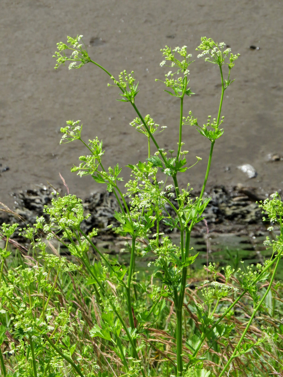 Green Apium herb seeds