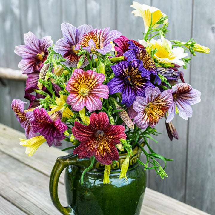 Mixed Salpiglossis Flower Seeds for Planting – Heirloom Non-GMO, High Germination Organic Garden Seeds