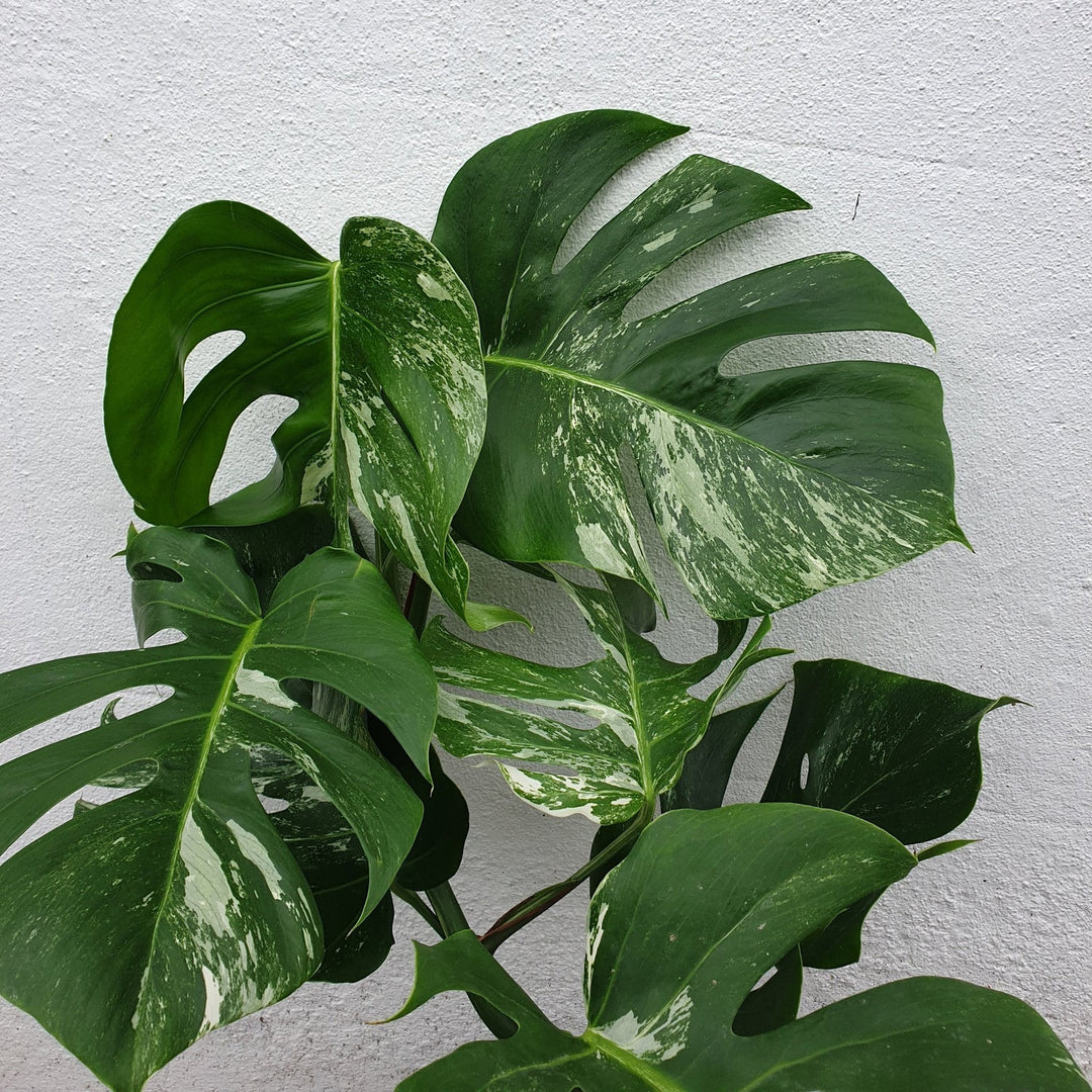 Variegata Plant herb seeds