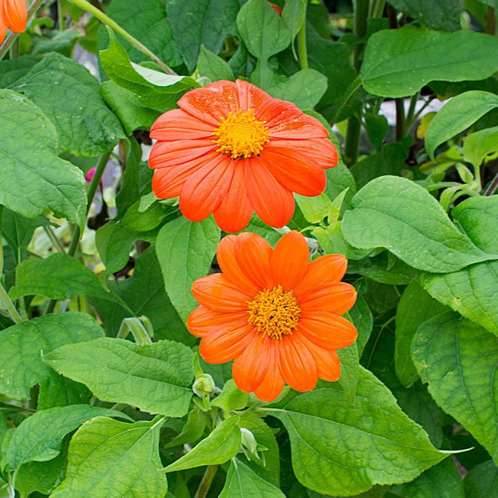 Orange Tithonia Torch Flower Seeds – Heirloom, Non-GMO Seeds