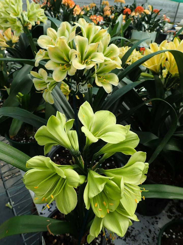 Green Clivia Flower Seeds for Planting – Heirloom Non-GMO High Germination Seeds