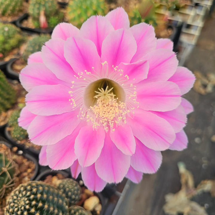 Semillas Gigantes de Flor de Cactus Rosa – Herencia, Sin OGM, Semillas de Alta Germinación