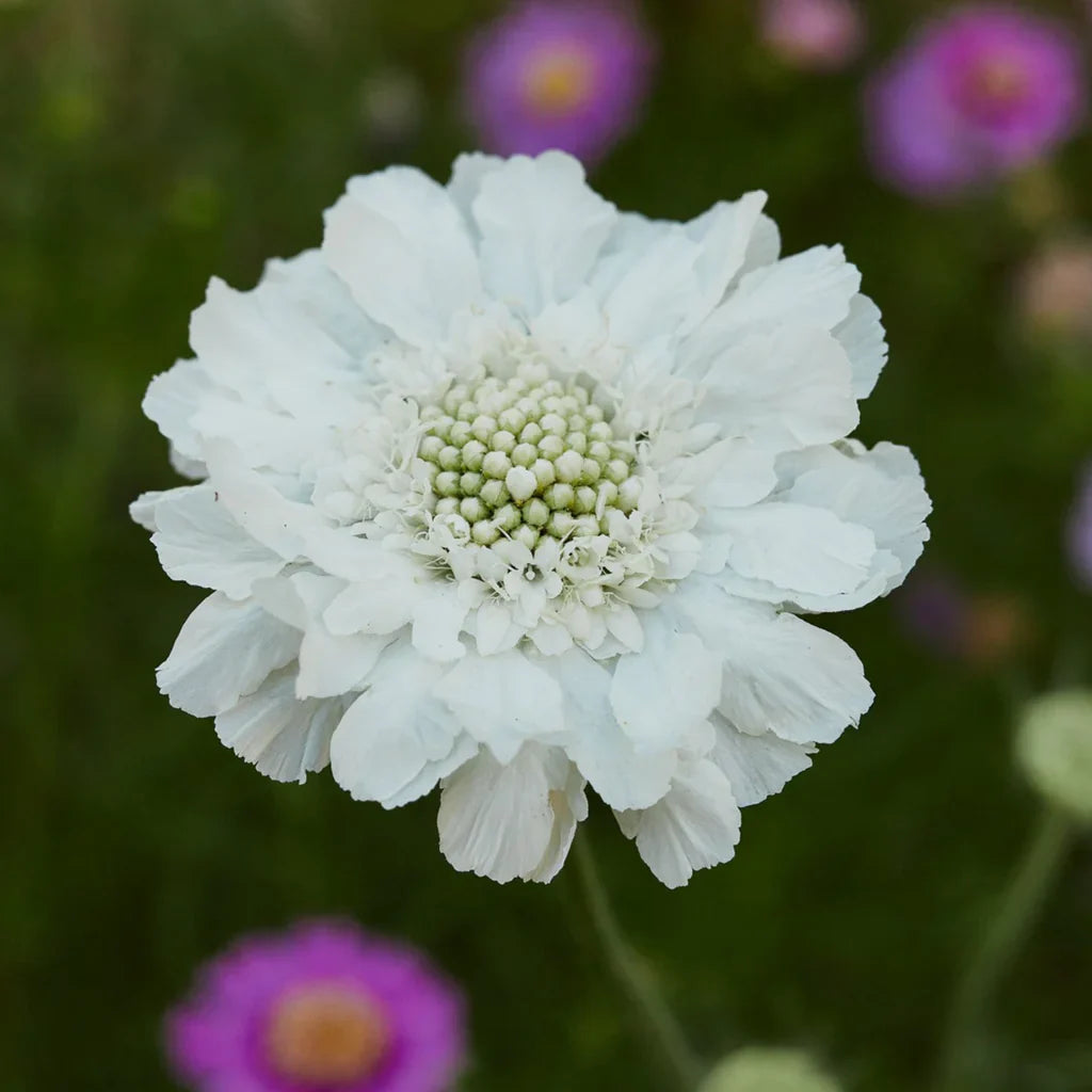white pure flower seeds