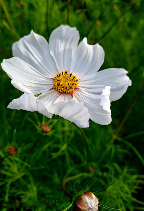 Cosmos Flower Seeds White – Heirloom Non-GMO High Germination Seeds