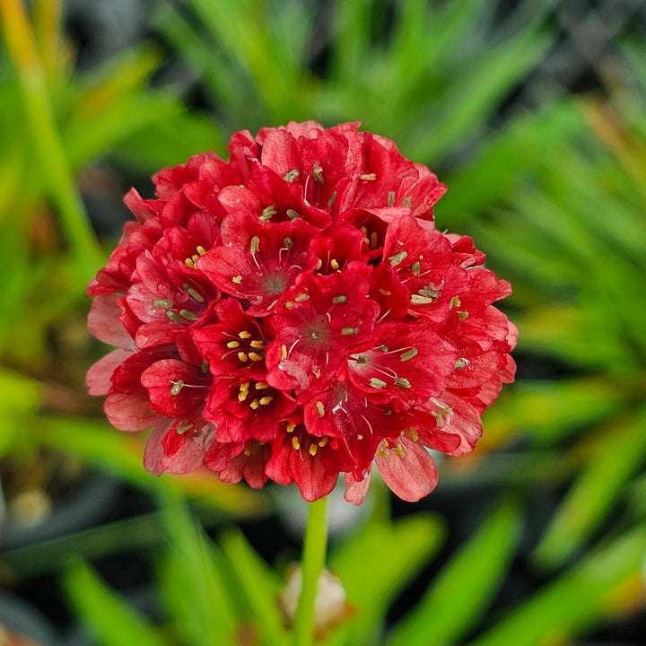 Red Generic Armeria Pseudarmeria Flower Seeds – Heirloom Non-GMO High Germination