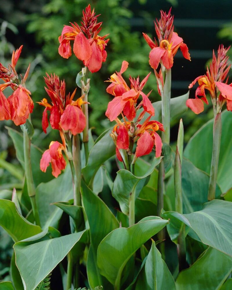 Red Canna Lily Flower Seeds – Heirloom, Non-GMO, High Germination Organic Garden Seeds