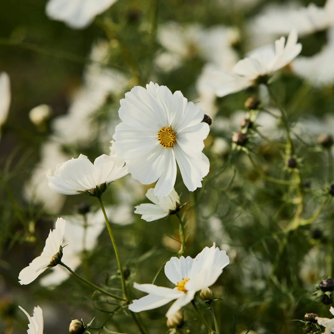 Cosmos Flower Seeds White – Heirloom Non-GMO High Germination Seeds