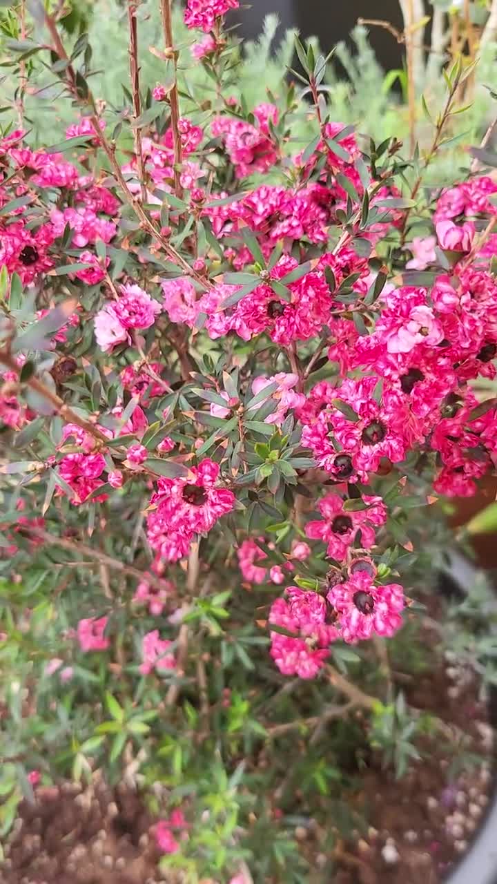 Leptospermum Flower Seeds Pink – Seeds for Planting, Heirloom, Non-GMO, High Germination Organic Garden Seeds