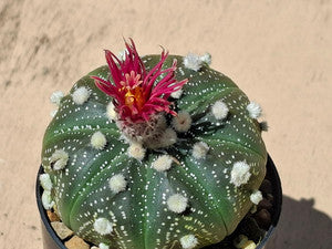 Aztekium Hintonii Flower Seeds Red for Planting – Heirloom Non-GMO High Germination Organic Seeds