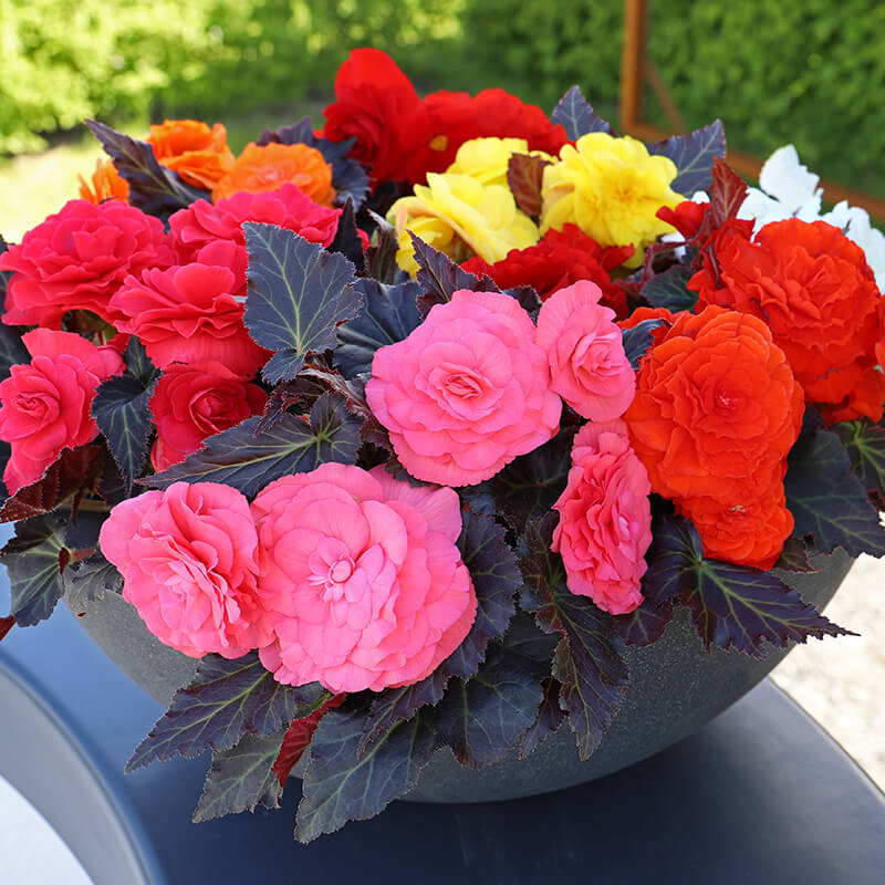 herrlich begonia flower seeds