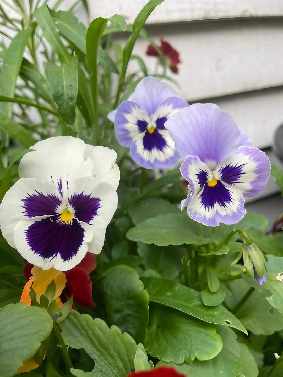Viola Flower Seeds – Heirloom Non-GMO High Germination Organic Garden Seeds
