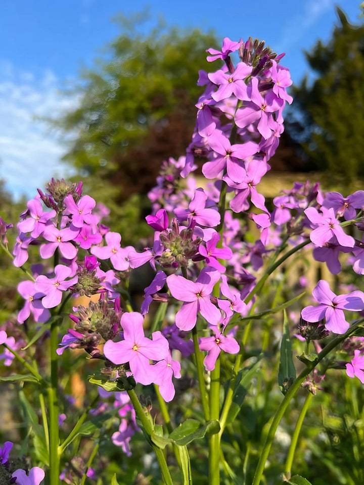 Pink Hesperis Matronalis Flower Seeds – Heirloom, Non-GMO, High Germination Seeds for Planting | Organic Garden Seeds