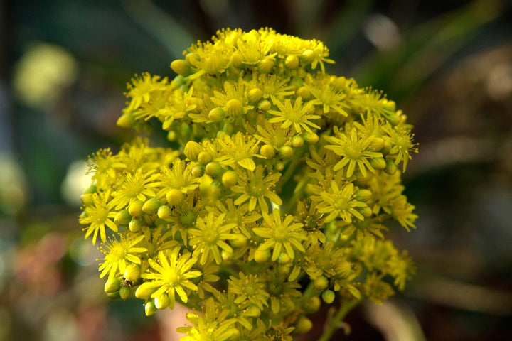 Yellow Aeonium Flower Seeds for Planting – Heirloom Non-GMO High Germination Organic Garden Seeds