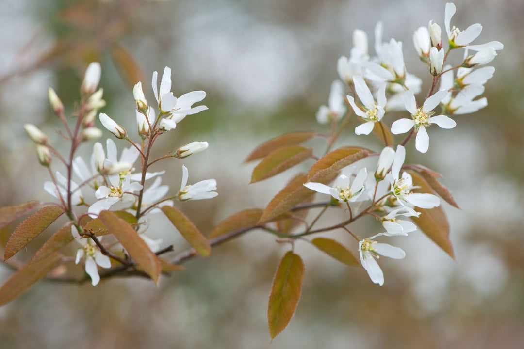 Amelanchier Flower Seeds for Planting – Heirloom Non-GMO High Germination Organic Seeds