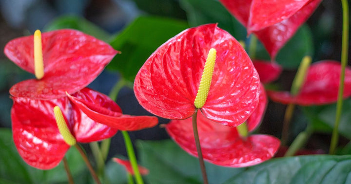 Red Anthurium Flower Seeds for Planting – Heirloom Non-GMO High Germination Organic Garden Seeds