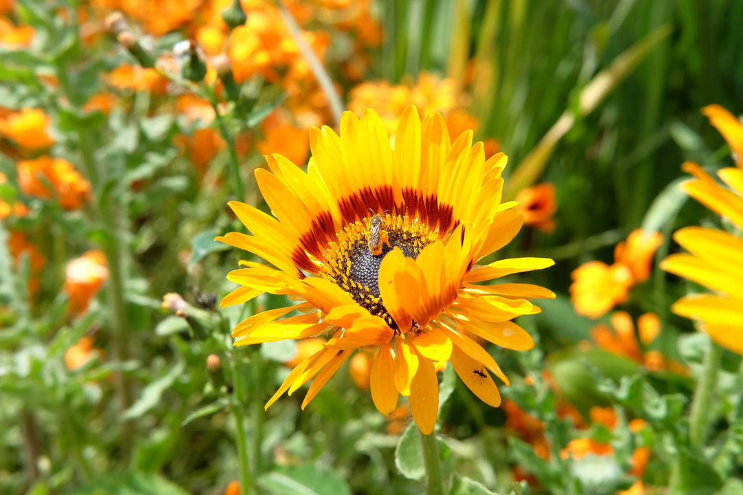 Orange Arctotis Fastuosa Flower Seeds – Heirloom, Non-GMO, High Germination Seeds